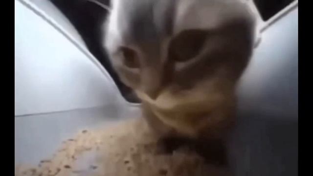 кот кагда все спят 🛌 смотреть онлайн