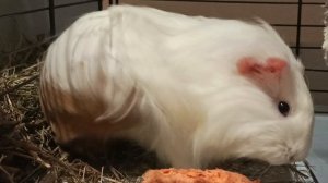 Смешной ролик