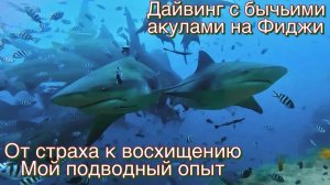 Дайвинг с бычьими акулами на Фиджи: от страха к восхищению — мой подводный опыт.