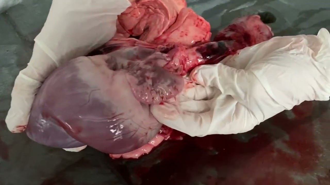 Сердечное ушко)