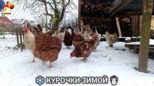 Куры зимой очень счастливы 🤗❄️⛄ (4)