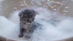 РАЗВЛЕКАТЕЛЬНОЕ ВИДЕО ДЛЯ ДЕТЕЙ