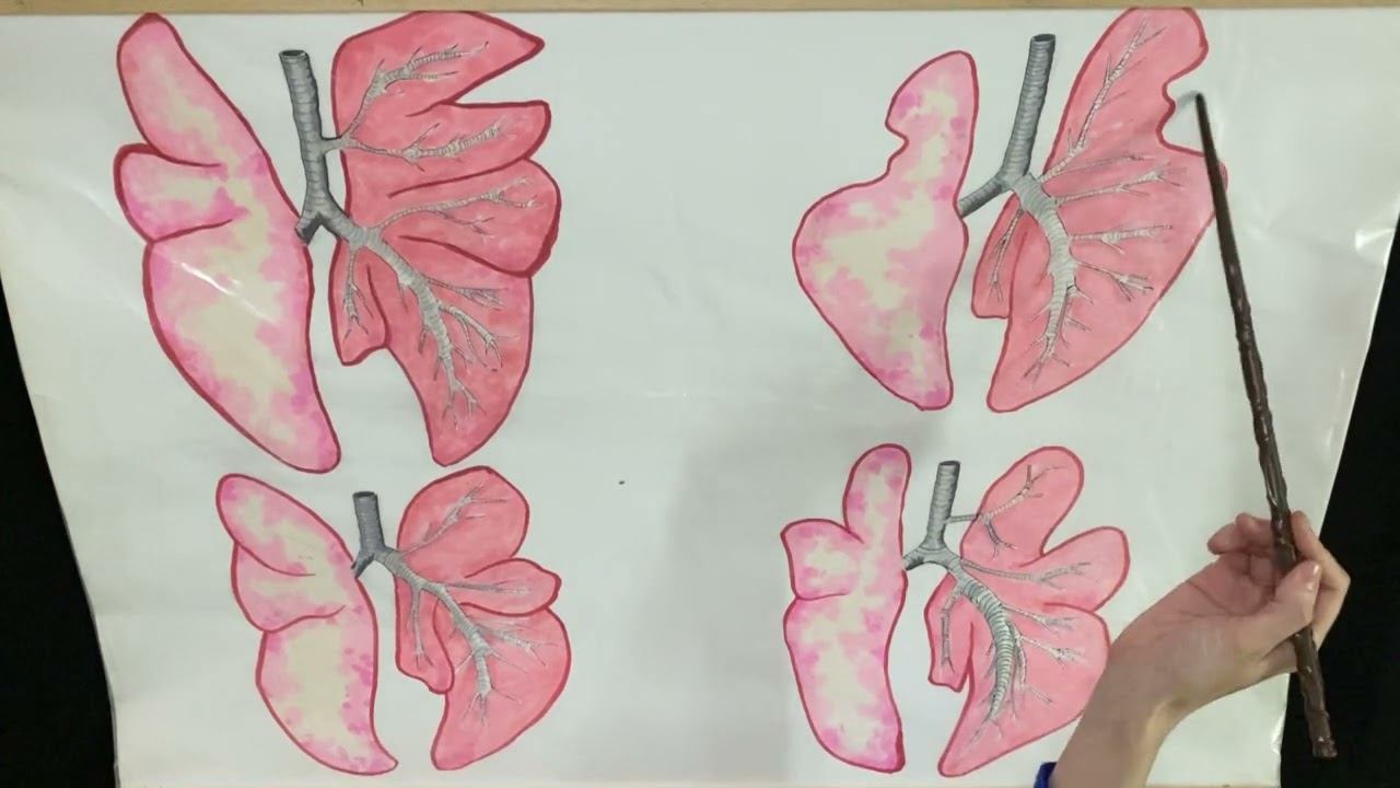 Видовые особенности легких