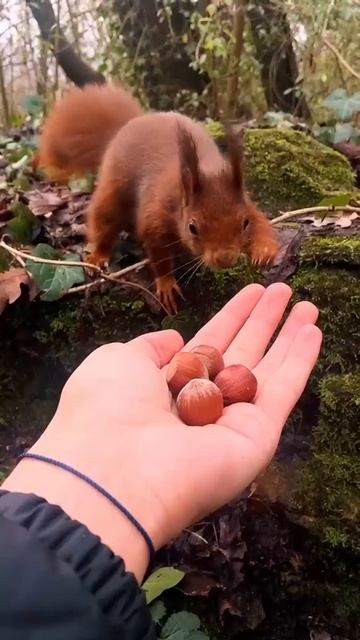 БЕЛОЧКА И ОРЕШКИ смотреть онлайн