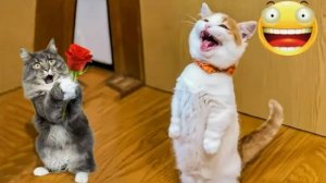 Приколы с животными Смешные видео Наши любимые животные самые смешные видео