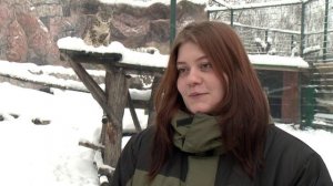 Ещё один снежный барс появился в зоопарке «Лимпопо»