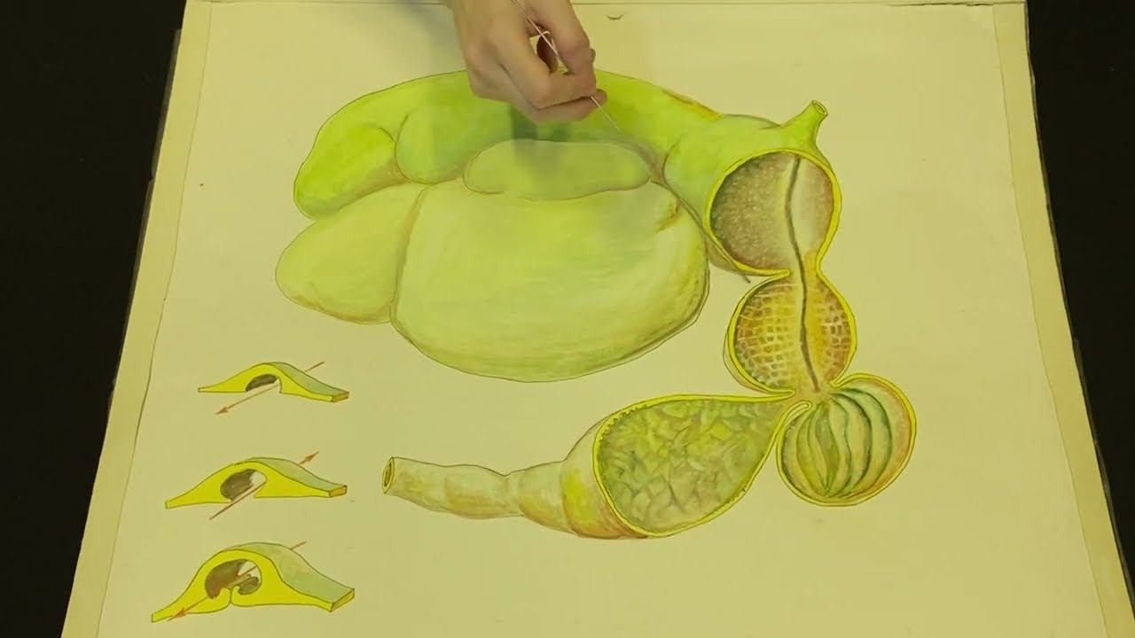 Строение многокамерного желудка