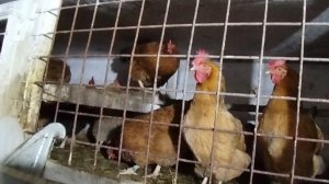 05-01-2026 Опять под раздачу попал муж / куры / хозяйство / куроводство как хобби.