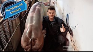 ‼️Вес месячных поросят‼️