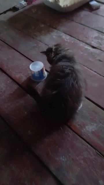 +кошка смотреть онлайн