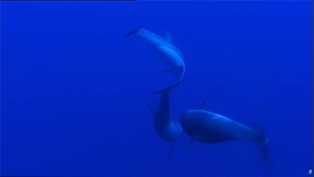 Животные. Океан. Быть хищником. ПЕРЕВОД.  док.фильм