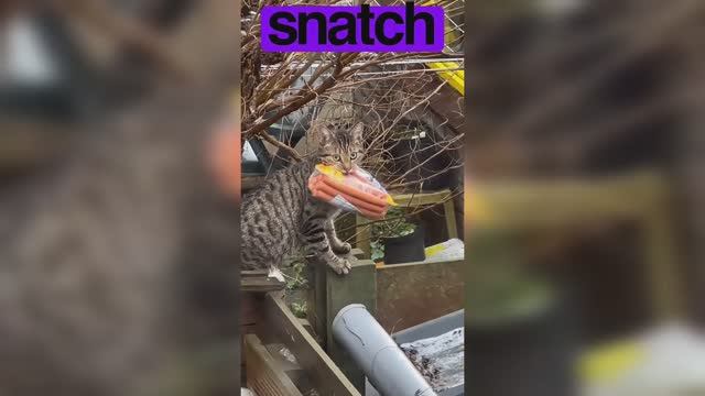 Смешные собаки, котики и другие (ч.14)