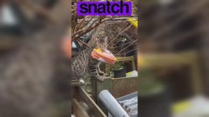 Смешные собаки, котики и другие (ч.14)