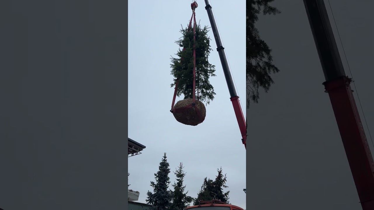 Момент, когда сад становится по-настоящему взрослым смотреть онлайн