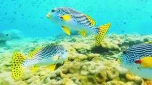 РЕЛАКС: МУЗЫКА ДЛЯ СНА И ВНУТРЕННЕГО ПОКОЯ