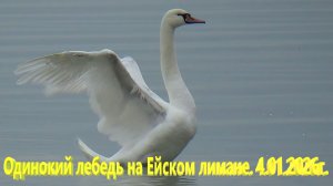 Одинокий лебедь на Ейском лимане.