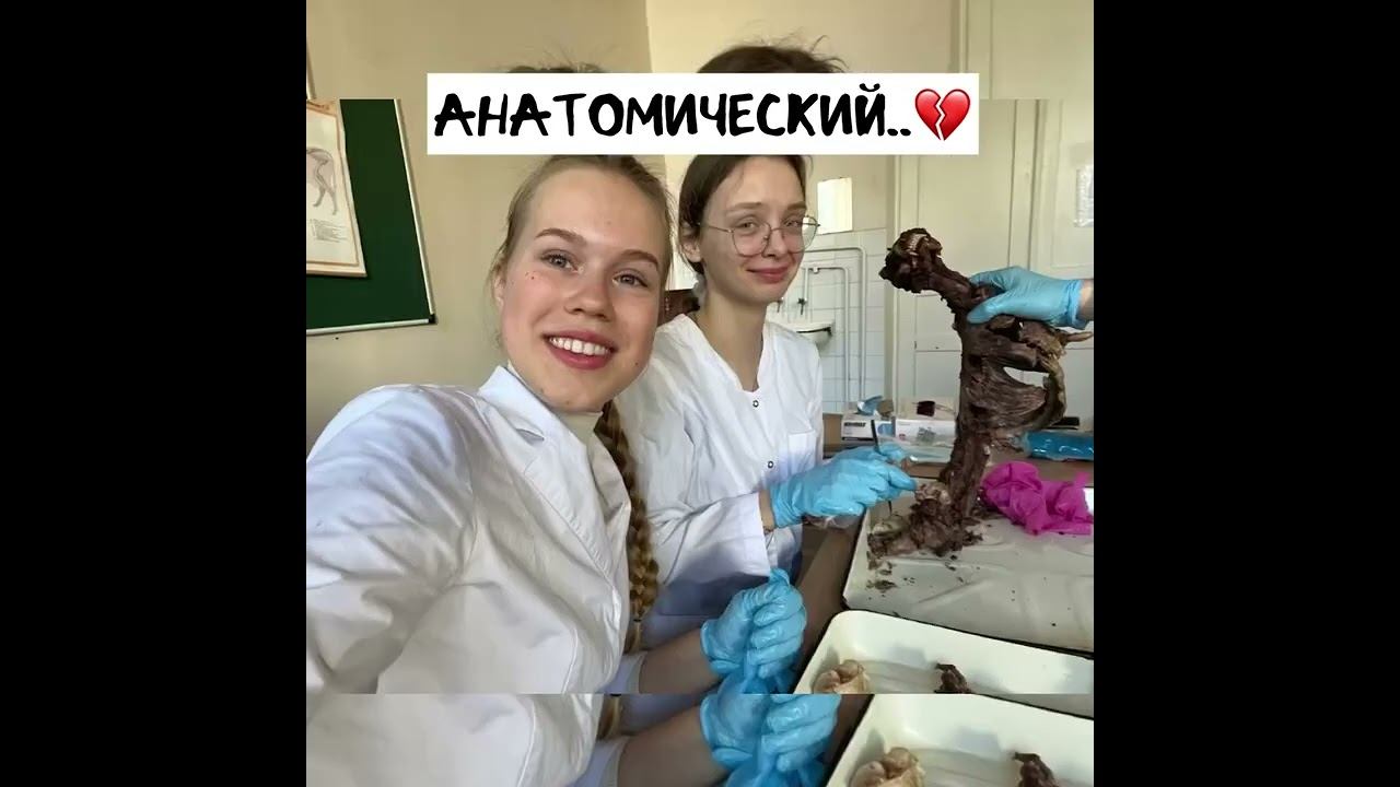 Анатомический кружок!!!! #animals #vet #animalanatomy #veterinaryanatomy