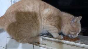 Кокосик Абрикосик замёрз