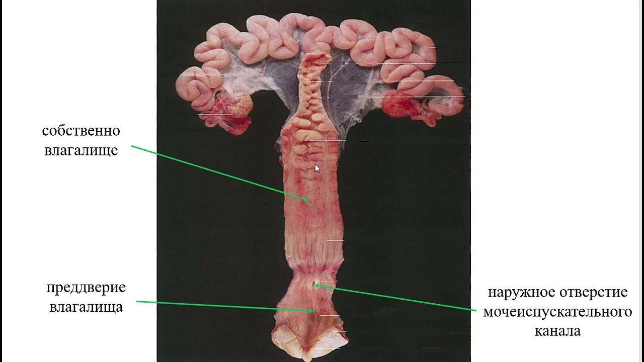 Строение влагалища