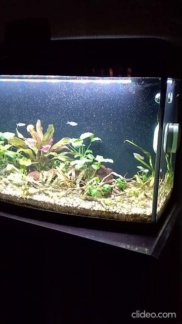 С наступающим Рождеством!!! смотреть онлайн