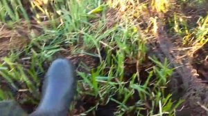 карась, ловля сачком