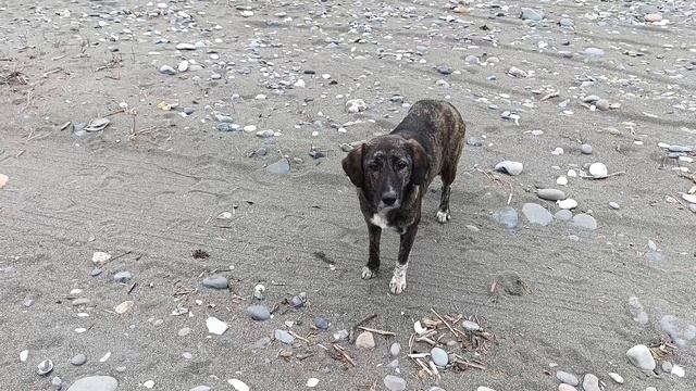 43) На зиму в Абхазию-4. На Эшерском источнике смотреть онлайн