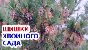 Шишки сада декоративных хвойных