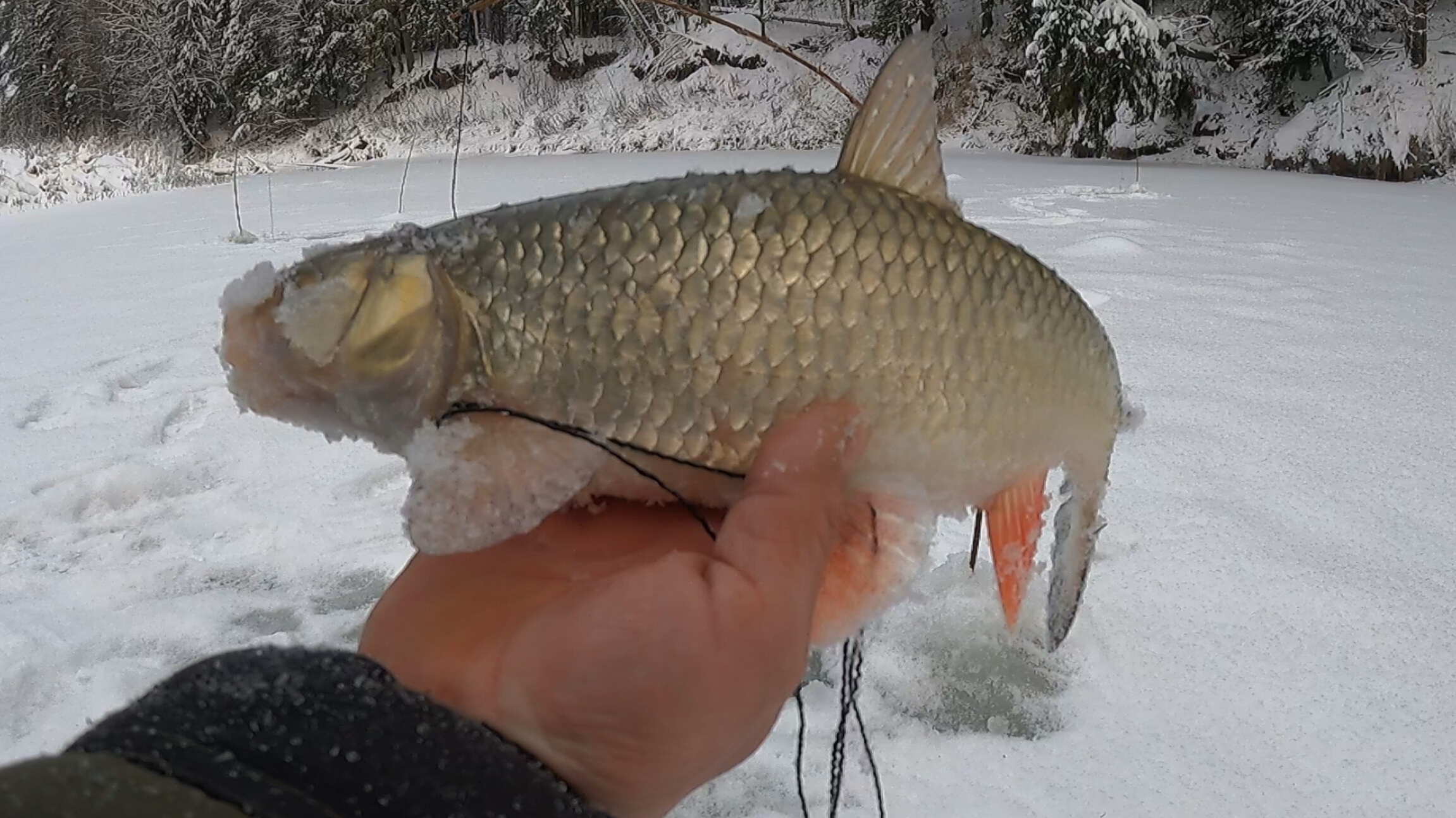 РЫБАЛКА НА КОСЫНКИ 2026. ПЕРВЫЙ УЛОВ ЭТОГО ГОДА. смотреть онлайн