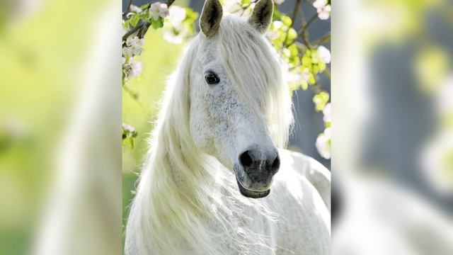 Фотки лошедей которые я нашла в интернете 