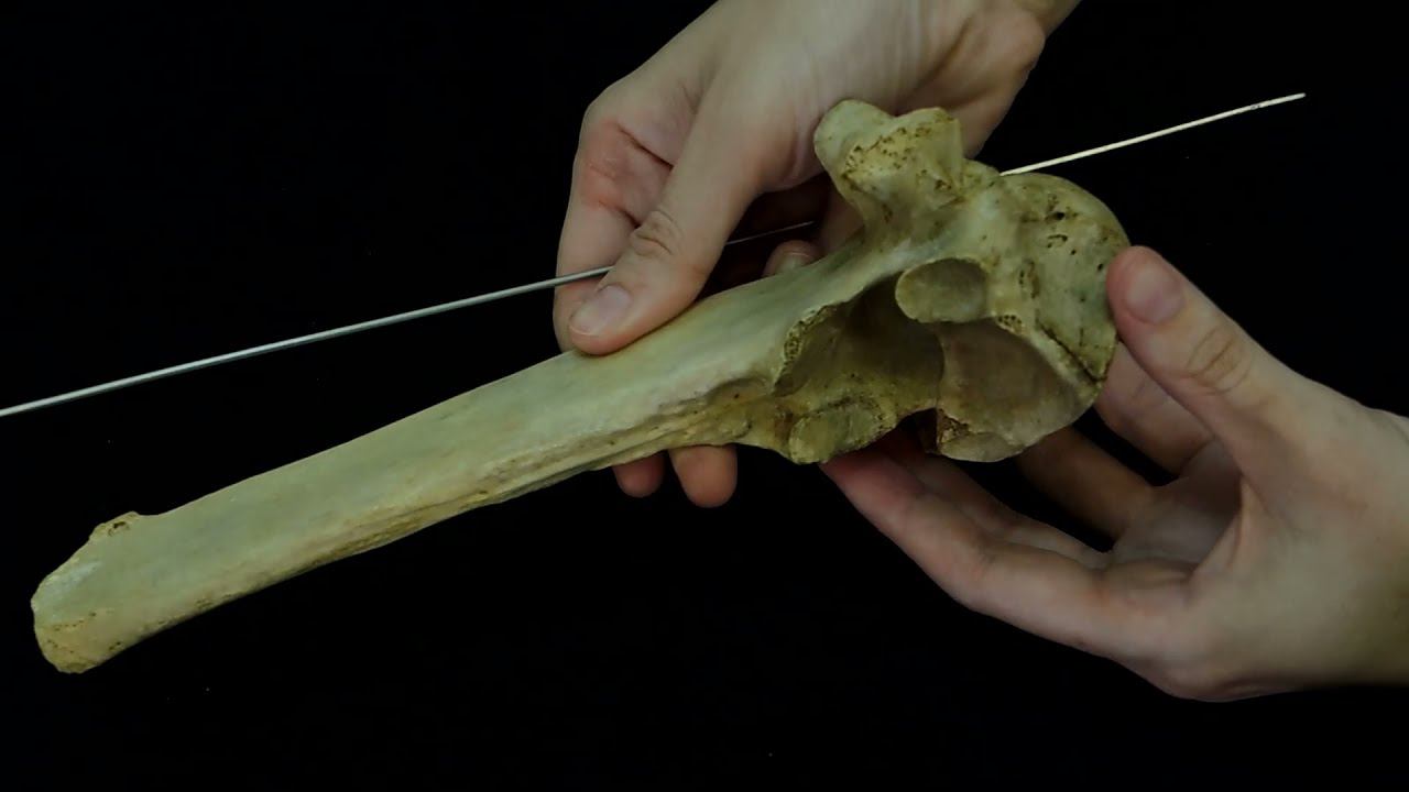 Строение типичного позвонка (в описании перевод на латинский язык)