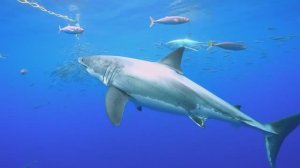 РАССЛАБЛЯЮЩАЯ МУЗЫКА ДЛЯ ДУШИ УСПОКАИВАЮЩАЯ МУЗЫКА ДЛЯ СНА