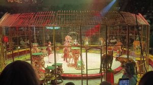 Королевский Цирк Гии Эрадзе Самара. 2026. Тигры