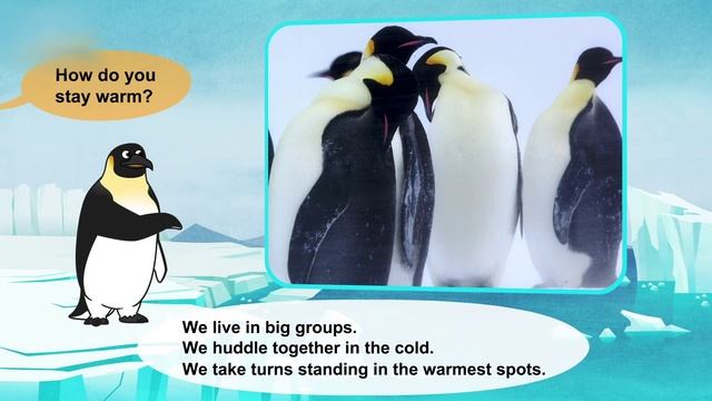 Зимние истории животных! ❄️ Кто как зимует пушистые кролики, морозостойкие пингвины...