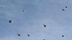 Николаевские голуби