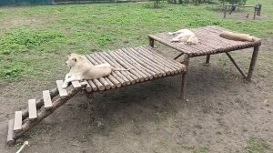 Белые львы.