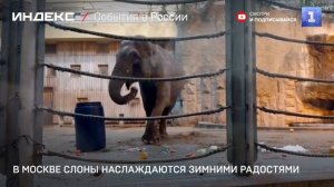 В Москве слоны наслаждаются зимними радостями
