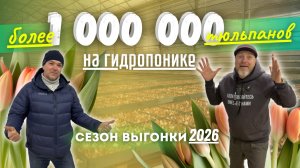 Выгонка тюльпанов на гидропонике. Выращивание тюльпанов на гидропонике. Тепличный бизнес. #tulip