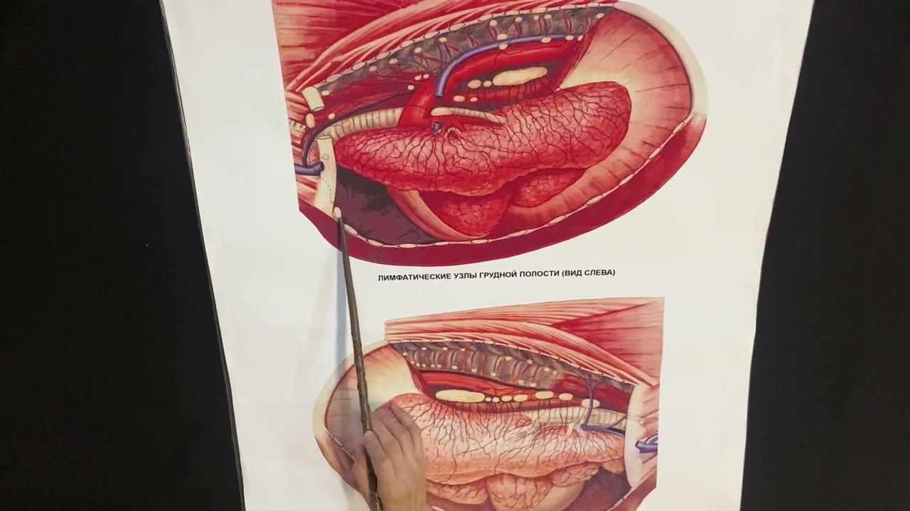 Лимфатические узлы грудной полости и стенки