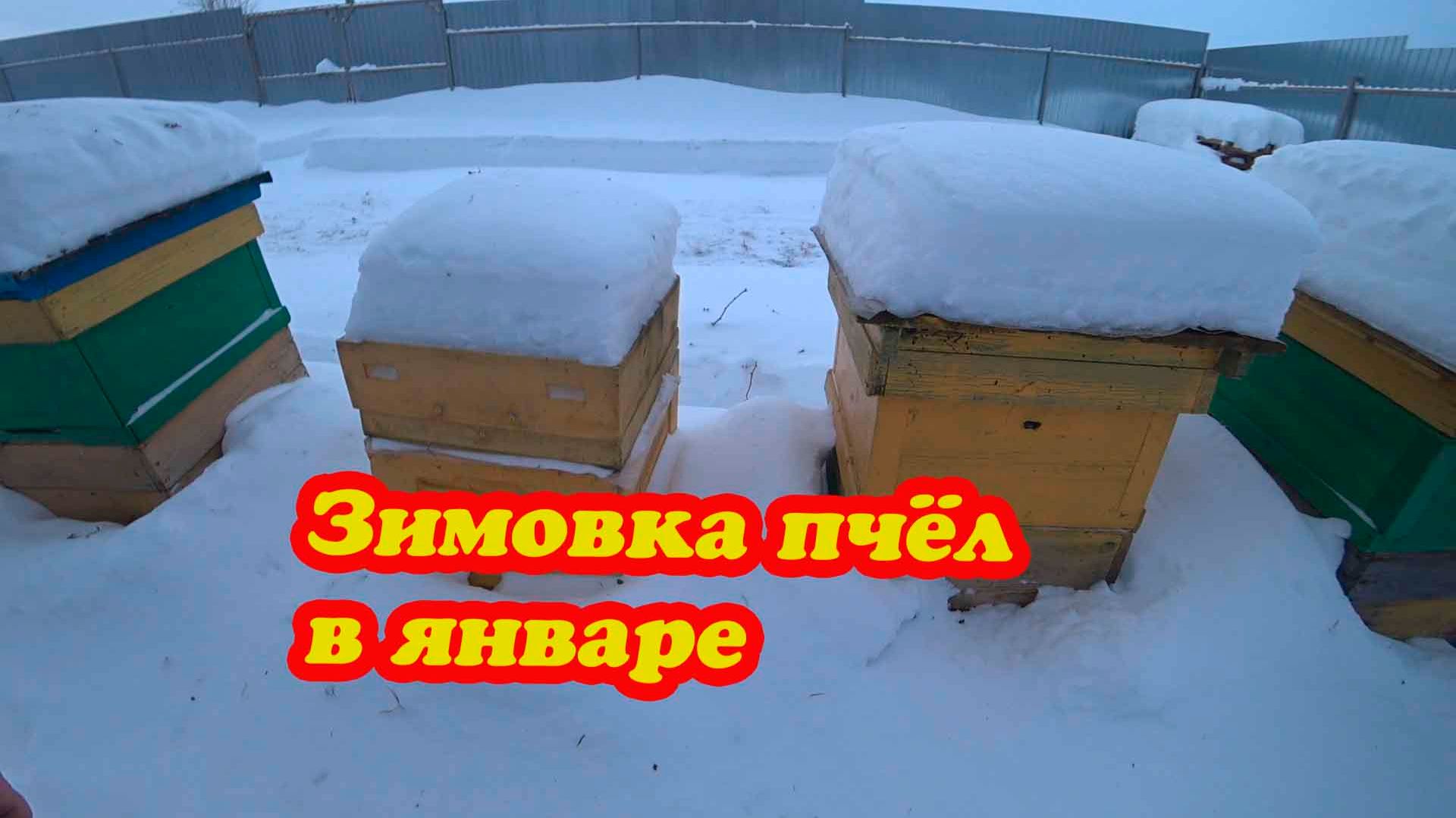 ЗИМОВКА ПЧЁЛ НА ВОЛЕ И В ЗИМОВНИКАХ, ТЕМПЕРАТУРА В КЛУБЕ У ПЧЁЛ В ЯНВАРЕ смотреть онлайн