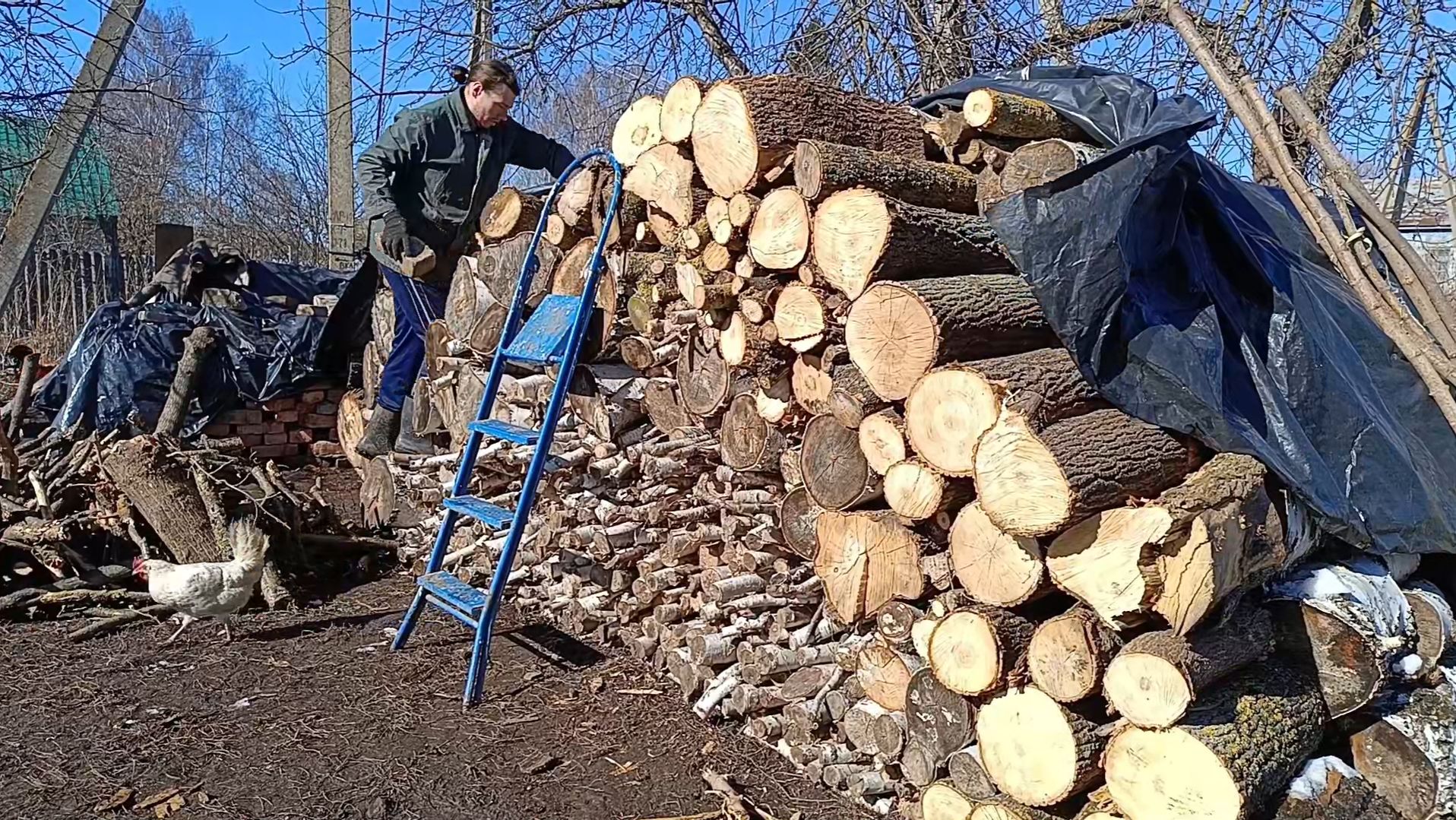Добыча сока клена. Дрова из сада и огорода. Март 09 2025 смотреть онлайн