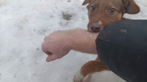 Бешенный Будулай-мы его приютили а он!!!:)