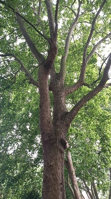 Mount Street Gardens, London, UK
