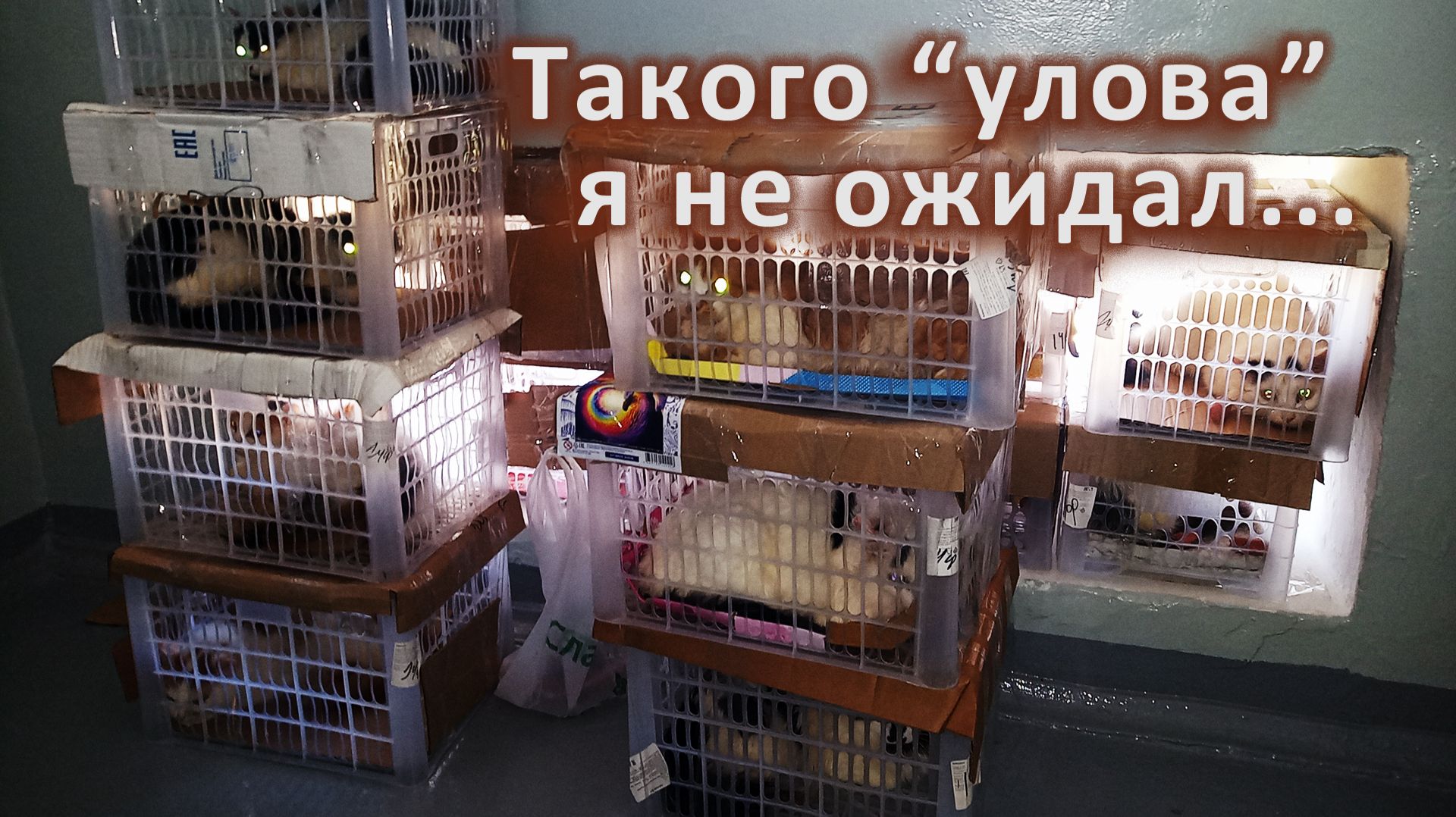 Внеочередной неожиданный "улов" смотреть онлайн