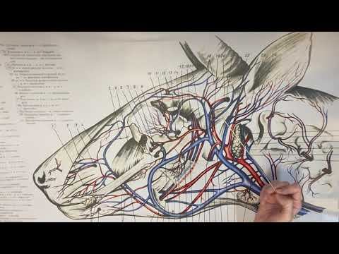 Артерии головы
