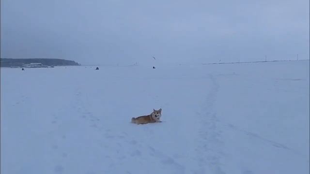 Прогулка 05.01.2026 -1 смотреть онлайн