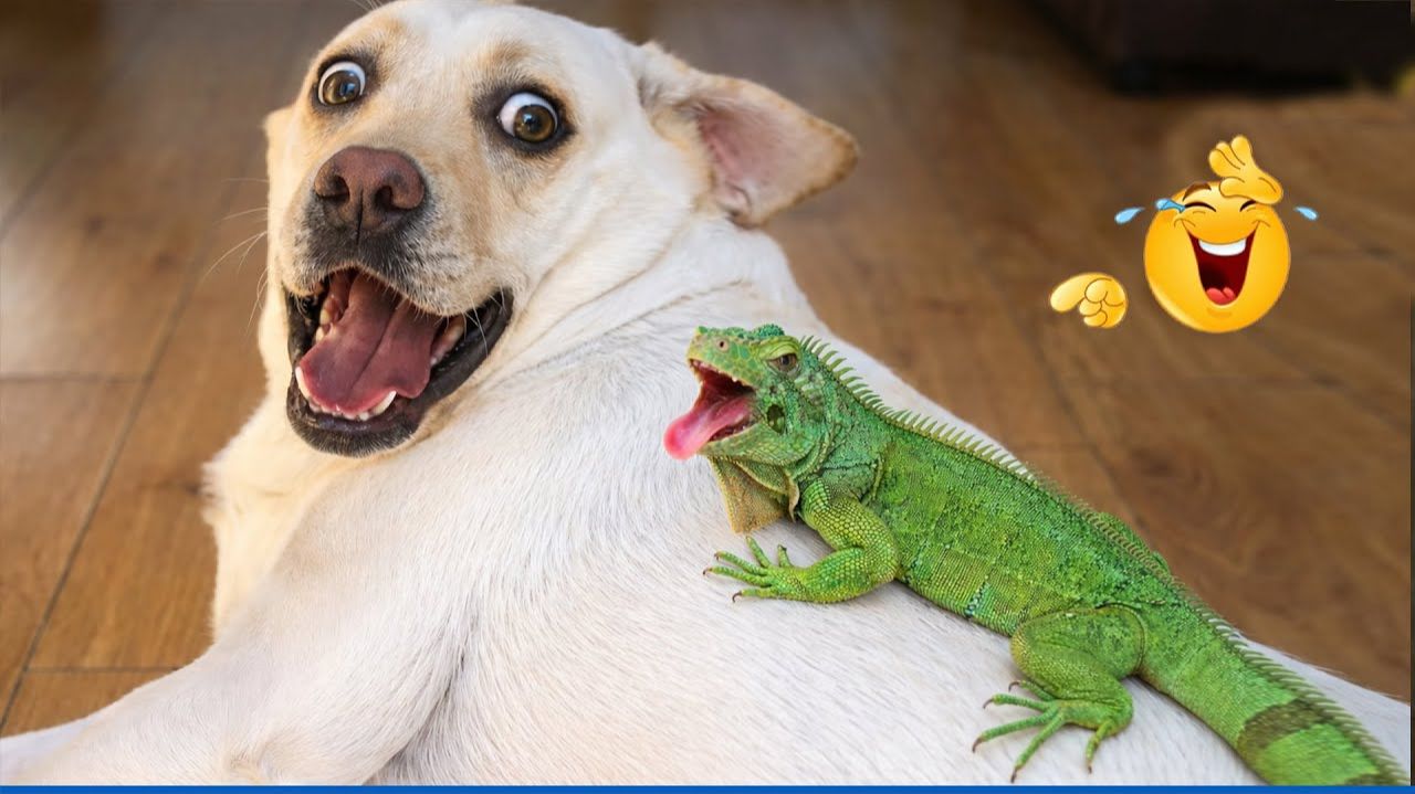 Вы умрете со Смеху, Глядя На Этих Собак 😹🐶 Подборка самых смешных моментов с собаками 🐾 смотреть онлайн