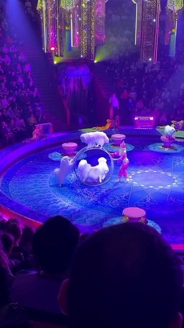 🎪 Цирковое приключение 😍 ( ч.3)