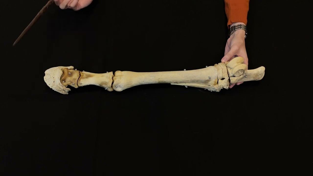 Видовые особенности стоп животных