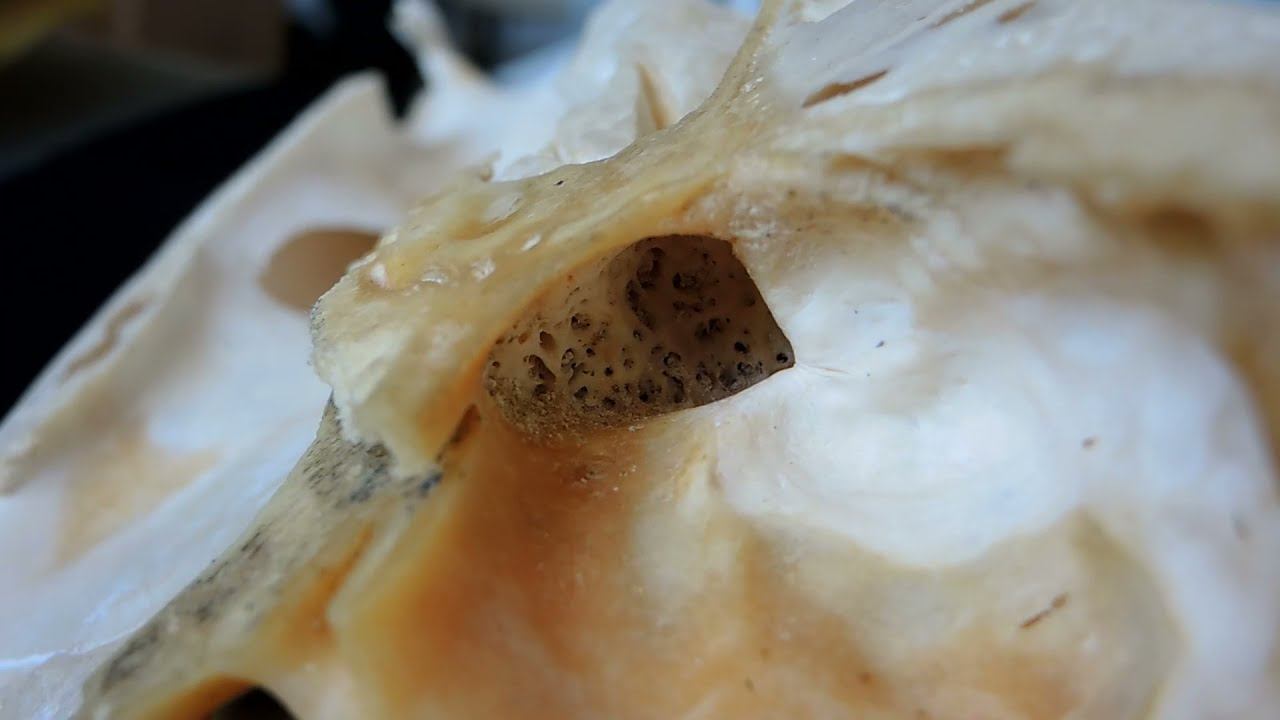 Строение решетчатой кости черепа КРС