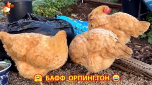 Куры Бафф Орпингтон ласковые золотые несушки❣️🤗😂 (162)